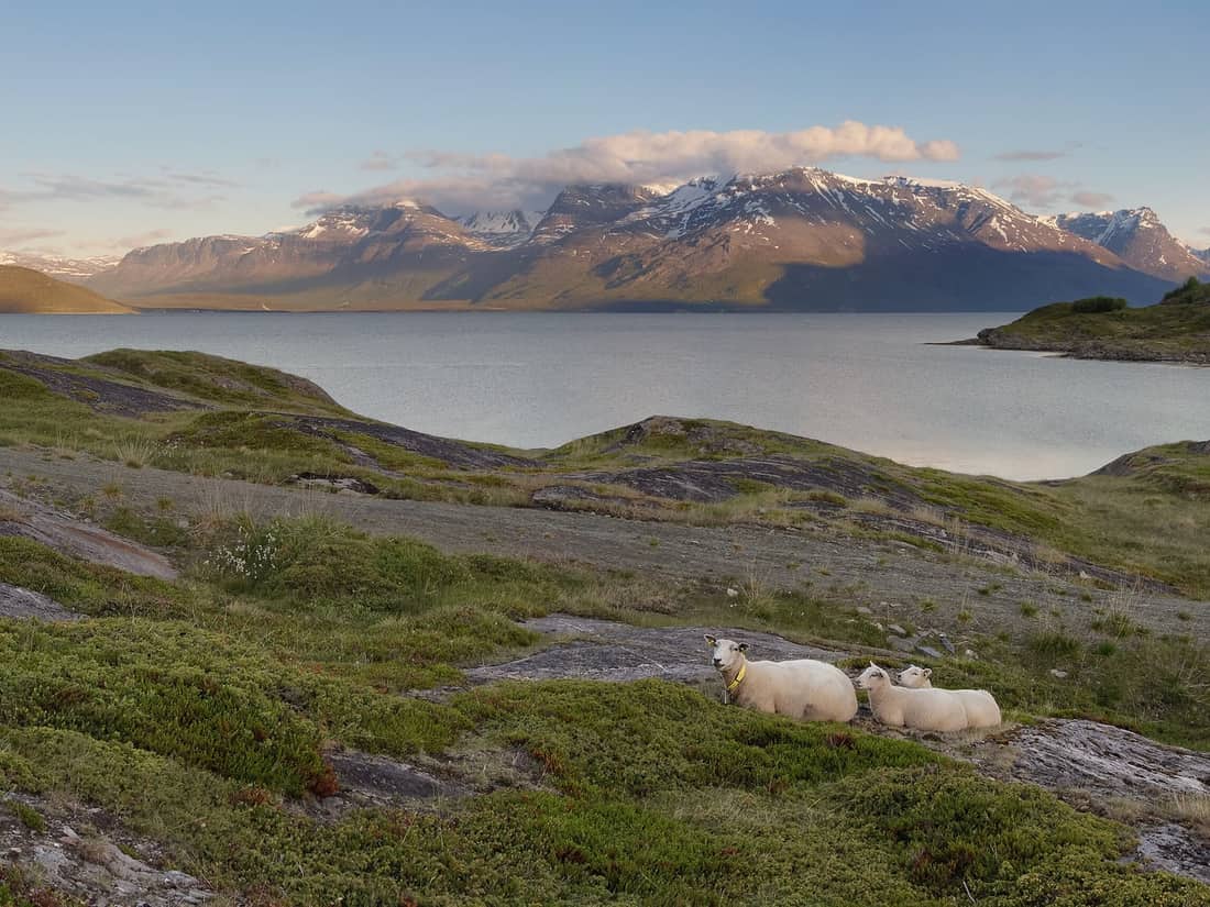 Dues ovelles descansant sobre la roca davant d’un fiord al capvespre