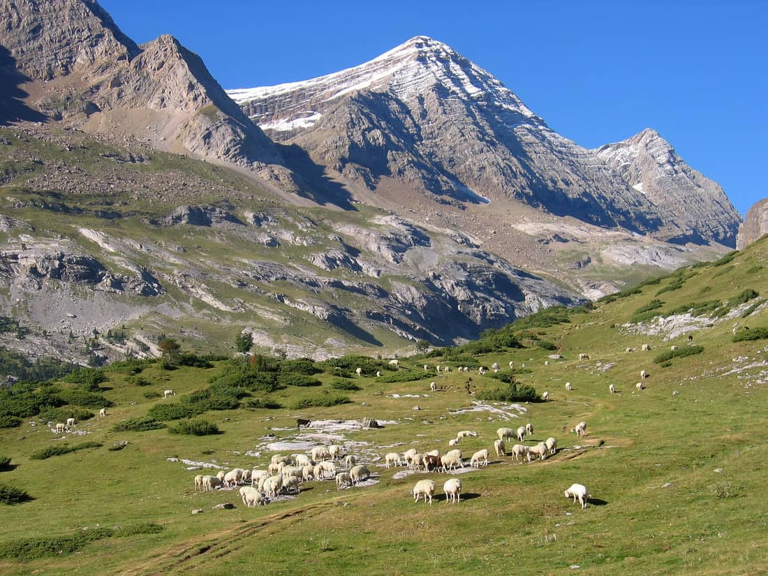 Ramat d’ovelles en una pastura d’alta muntanya als Pirineus