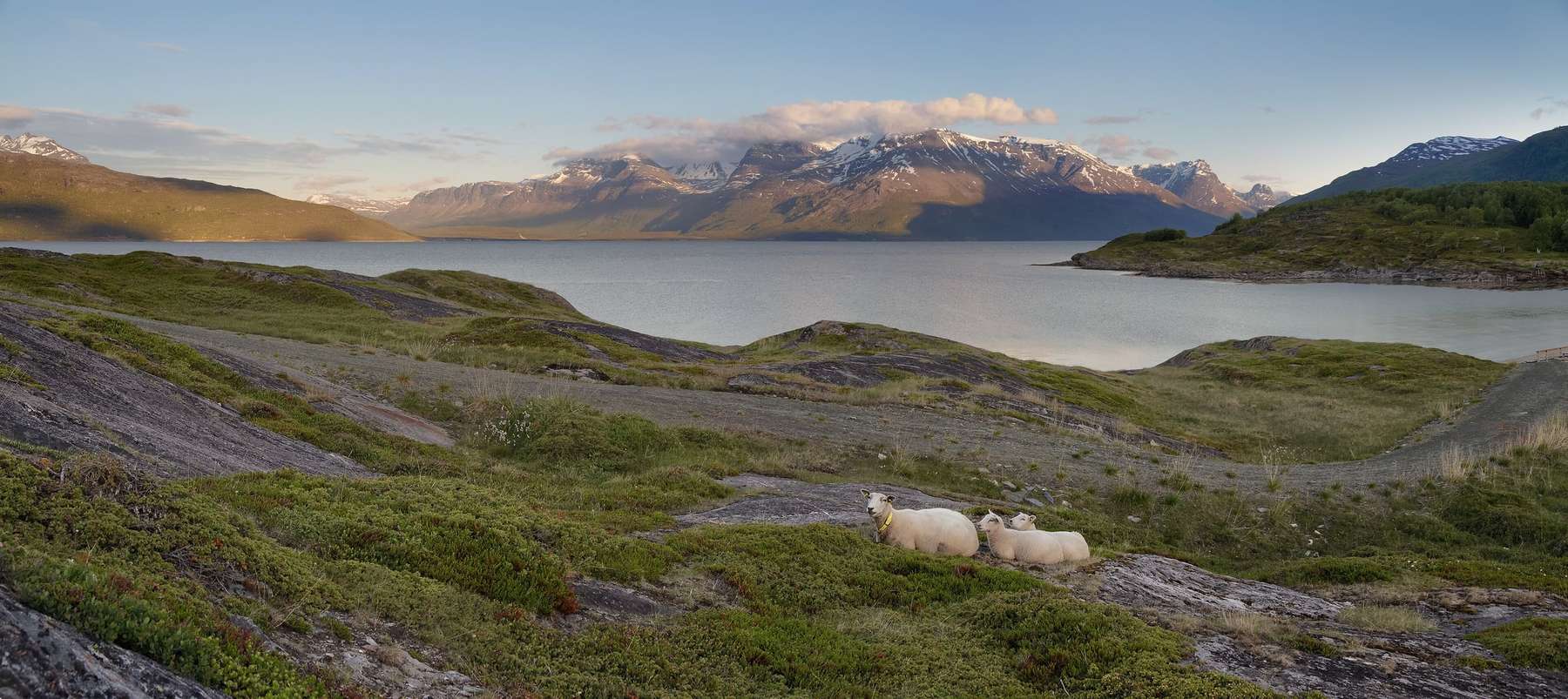 Dues ovelles descansant sobre la roca davant d’un fiord al capvespre