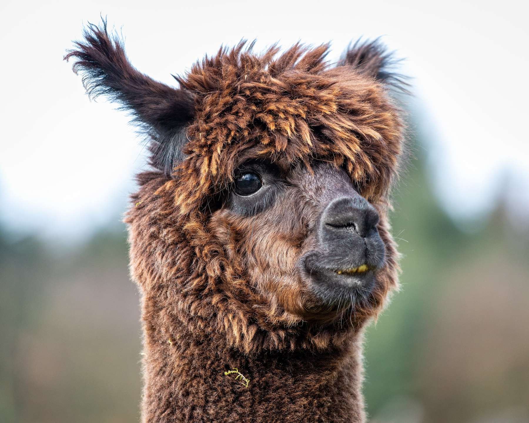 Retrat d’una alpaca de velló marró arrissat