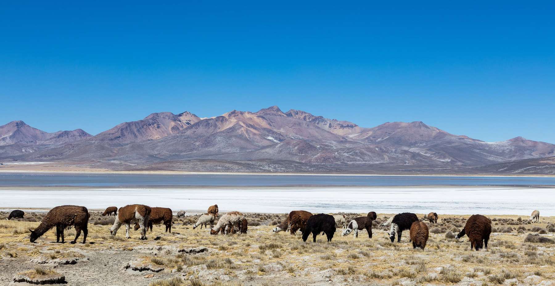 Ramat d’alpaques pasturant davant d’un volcà als Andes