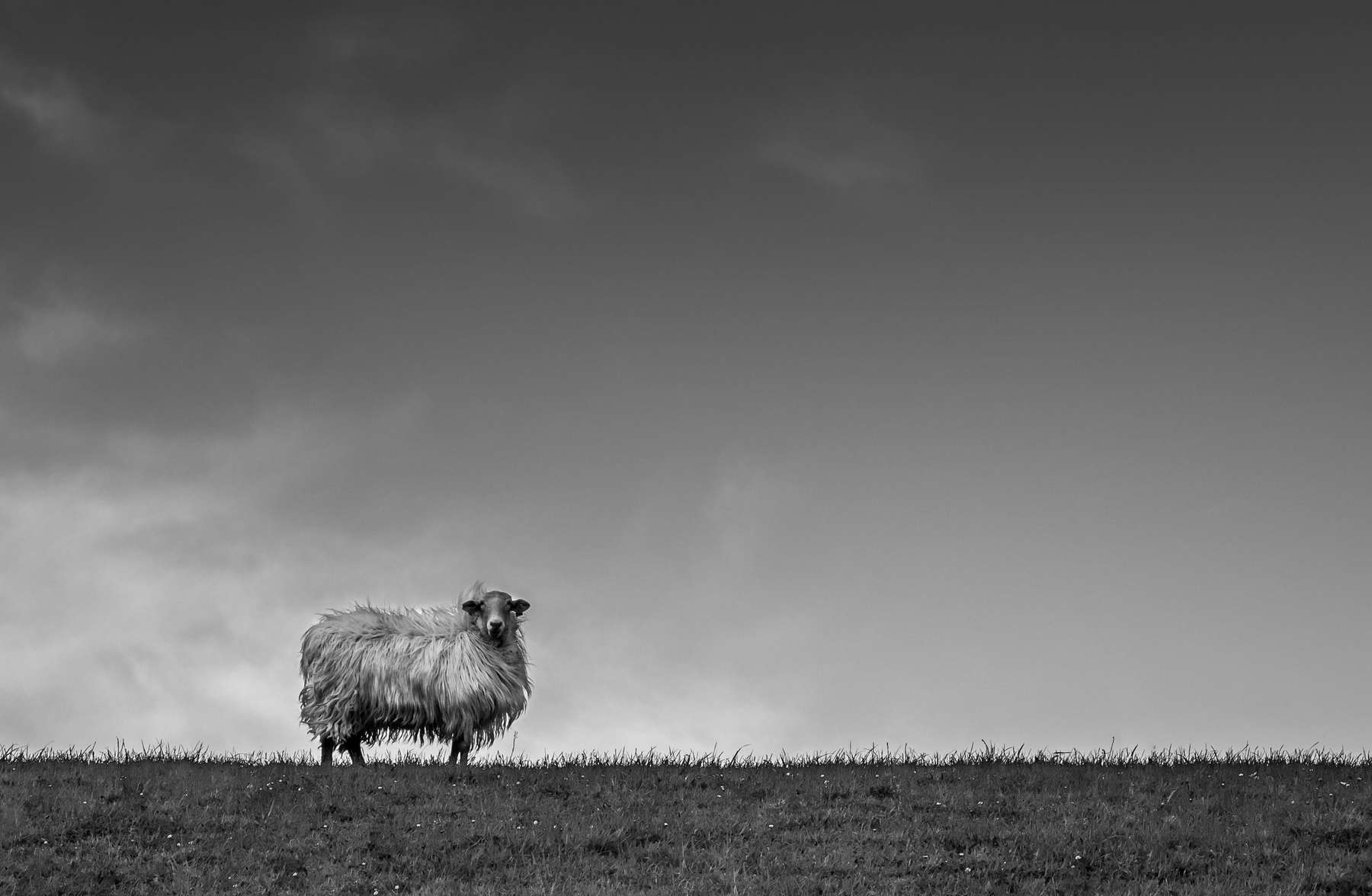 Ovella solitària en un prat, en blanc i negre