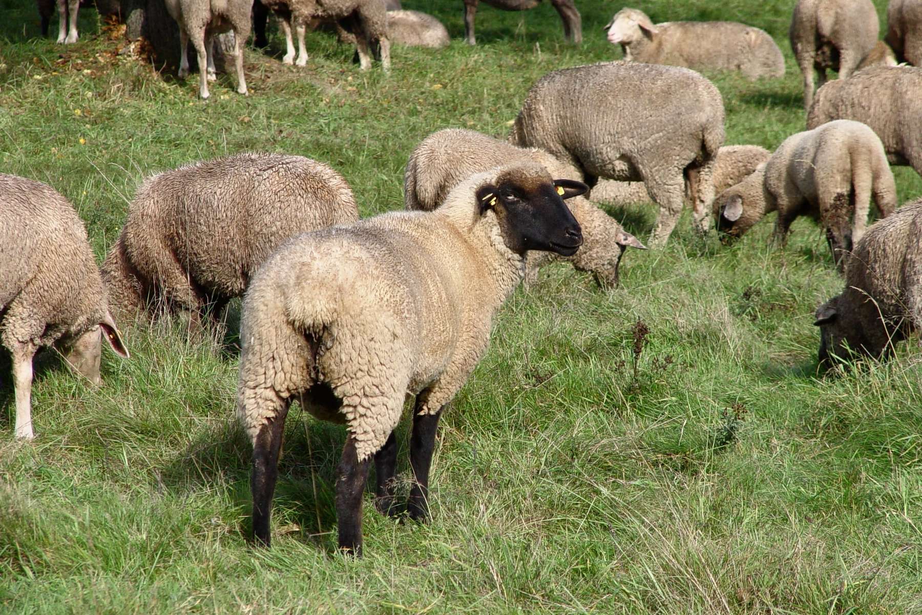 Ovelles pasturant en un prat