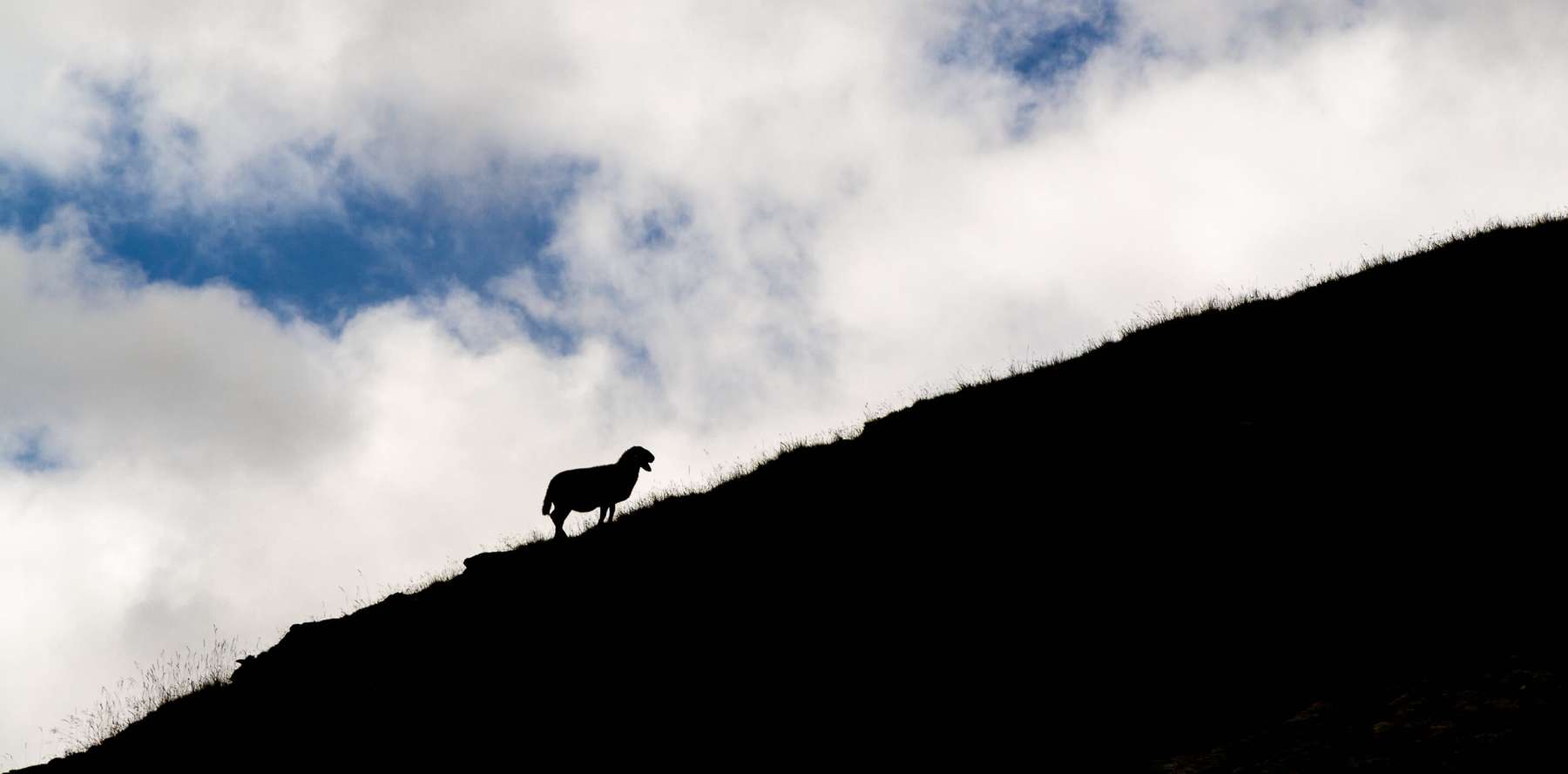 Silueta d’una ovella al capdamunt d’un turó