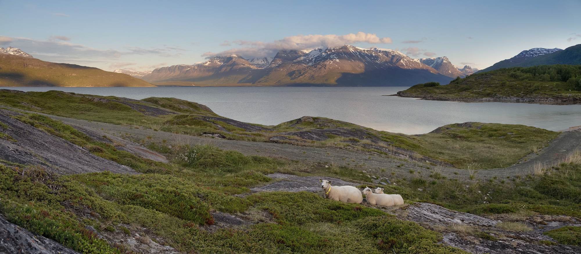 Dues ovelles descansant sobre la roca davant d’un fiord al capvespre