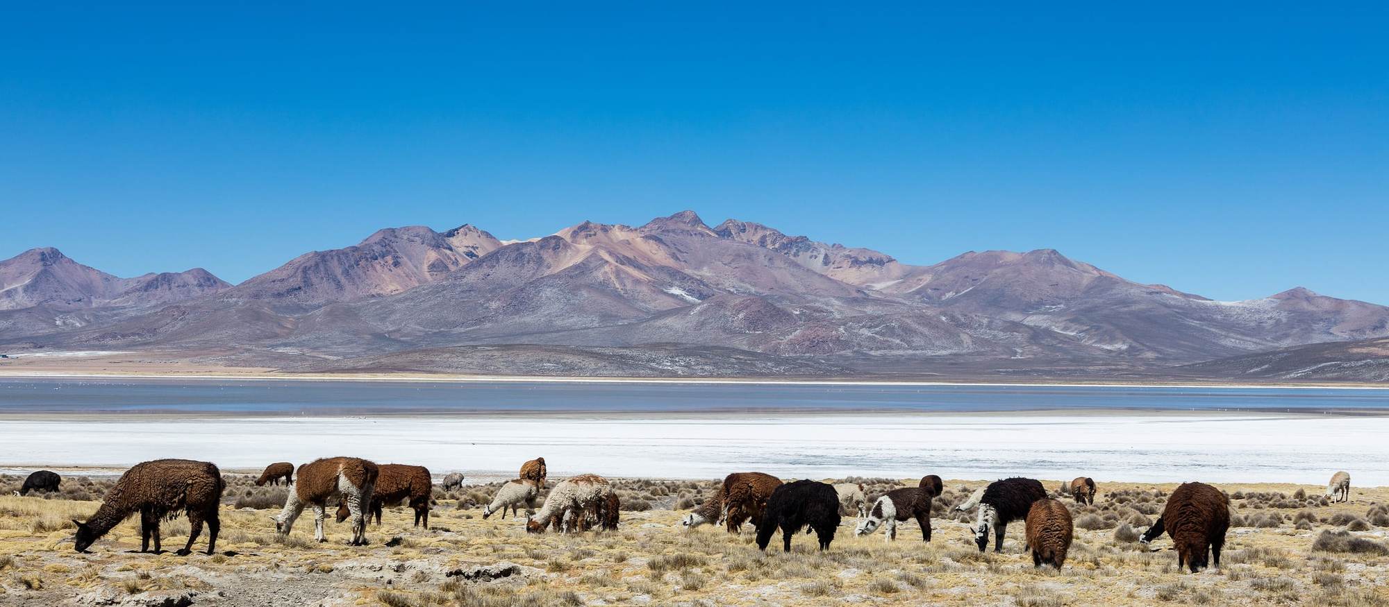 Ramat d’alpaques pasturant davant d’un volcà als Andes