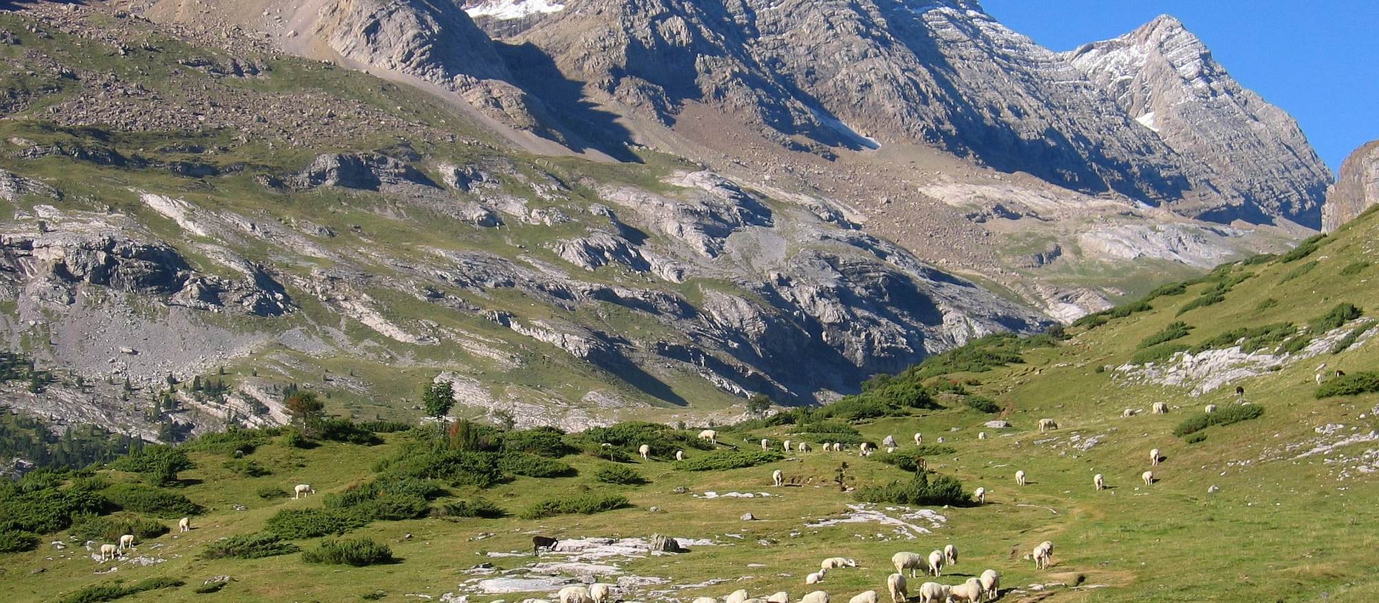 Ramat d’ovelles en una pastura d’alta muntanya als Pirineus