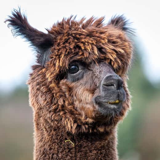Retrat d’una alpaca de velló marró arrissat