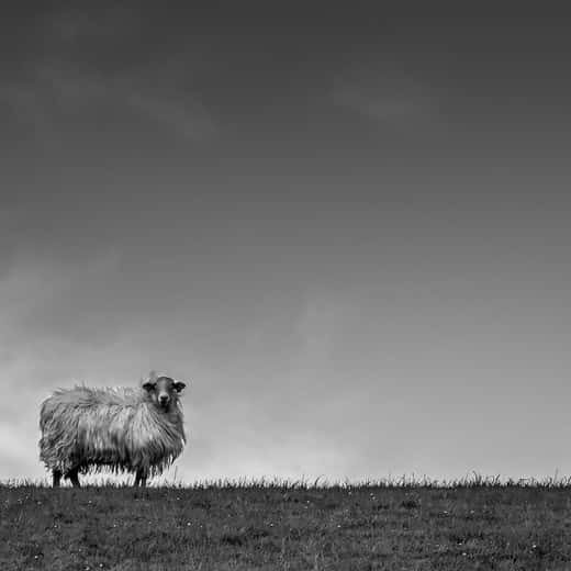 Ovella solitària en un prat, en blanc i negre
