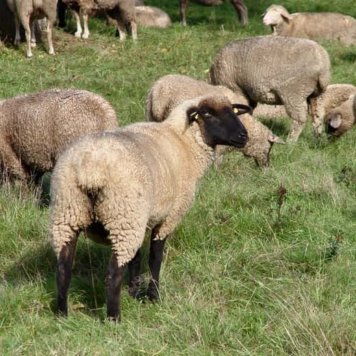Ovelles pasturant en un prat