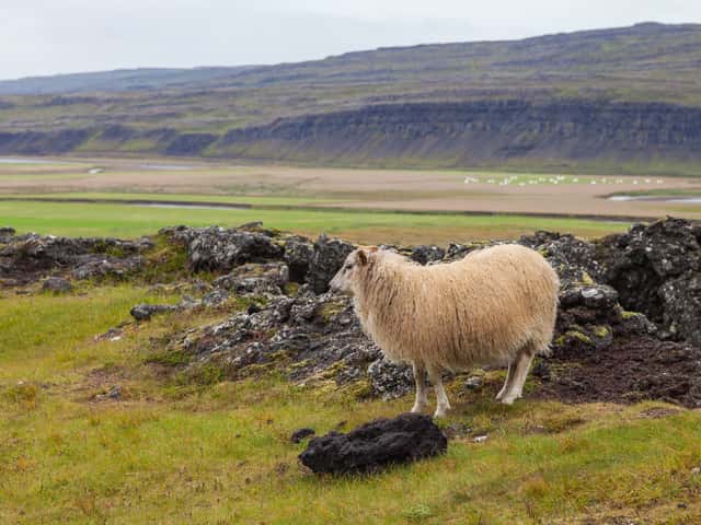 Ovella islandesa sobre un camp de lava cobert de molsa