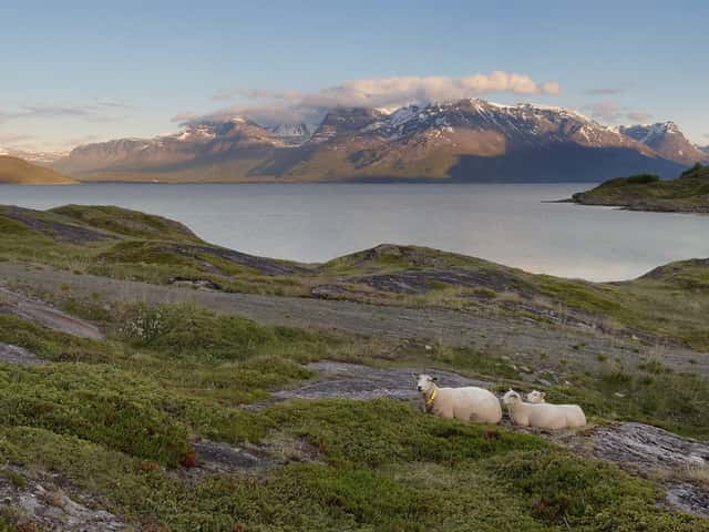 Dues ovelles descansant sobre la roca davant d’un fiord al capvespre