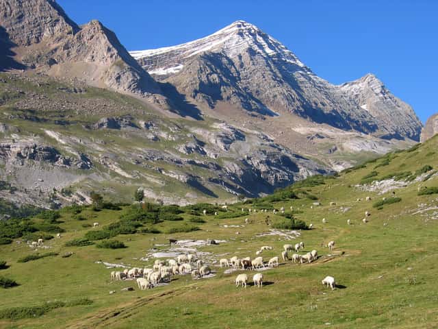 Ramat d’ovelles en una pastura d’alta muntanya als Pirineus