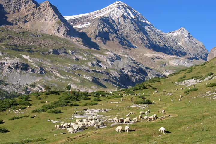 Ramat d’ovelles en una pastura d’alta muntanya als Pirineus